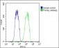 VDAC3 Antibody (Center)